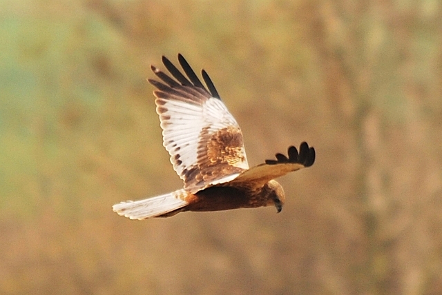 Falco di palude